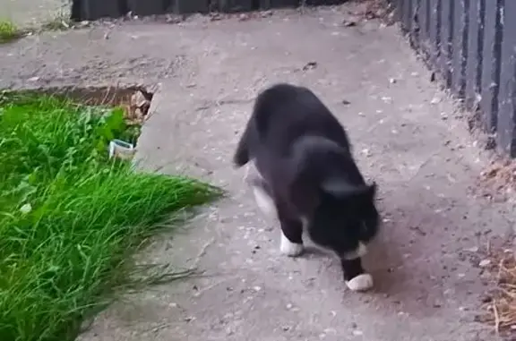 Кошка найдена: Большая Санкт-Петербургская ул.