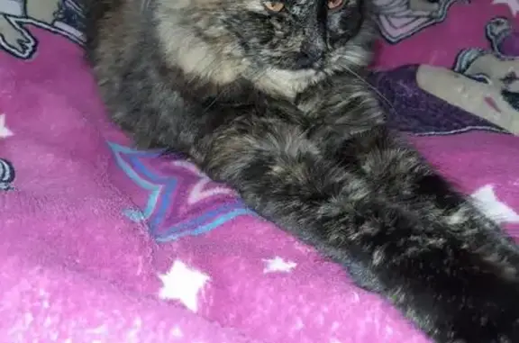 Кошки потеряшки, Сызрань, фото: Потеряшка кошка, пр. Гагарина 61, Сызрань