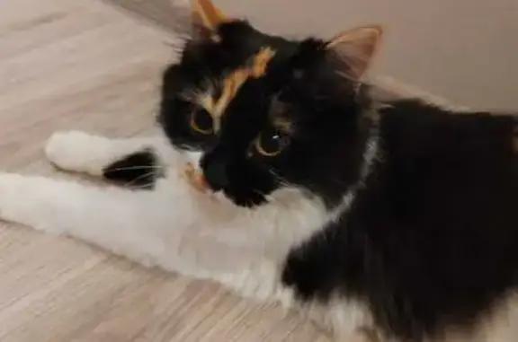 Пропала кошка, ул. Баумана, 2Б, Екб