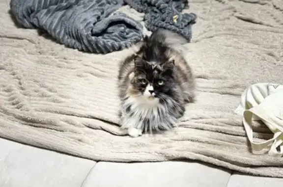 Кошки потеряшки, Ростов-на-Дону, фото: Потеряшка кошка, Будённовский 45, Ростов