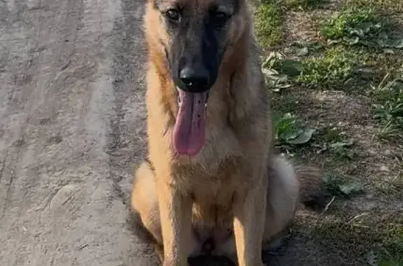 Собаки потеряшки, Алтайский край, фото: Потеряшка овчарка, Новоалтайск, Феникс