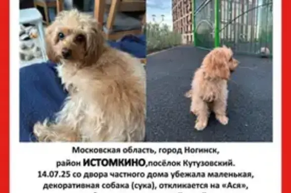 Пропала собака Ася, Ногинск, МО