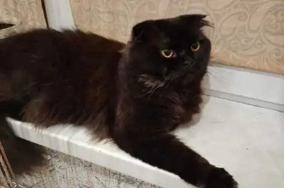 Пропала кошка, Кузнецк, Пензенская обл.