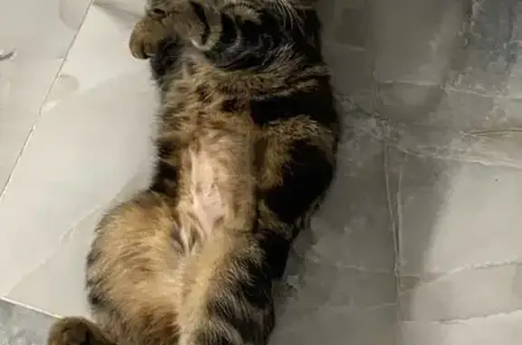 Кошки потеряшки, Чистополь, фото: Потеряшка кошка, Бебеля 124А, Чистополь