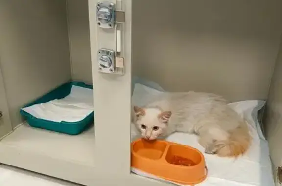 Кошка найдена: Калининград, Калининградская обл.