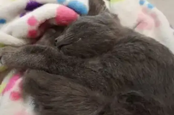 Поиск домашних животных, фото: Найдена кошка, 14, Мещерское