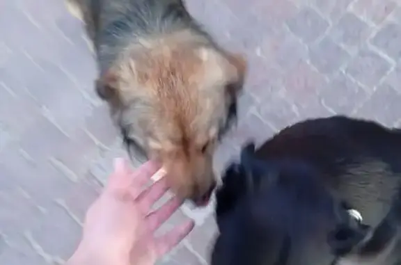 Найдена собака, Светлогорск, фото: Черная собака с биркой, Променад, Светлогорск