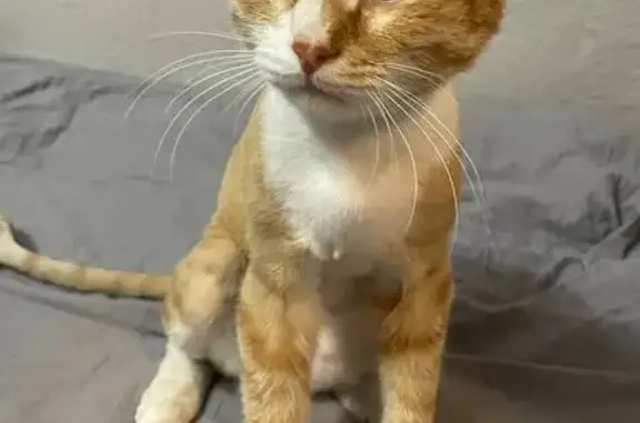 Найдена кошка, Новокузнецк, фото: Рыжий кот найден, пр. Строителей, 75