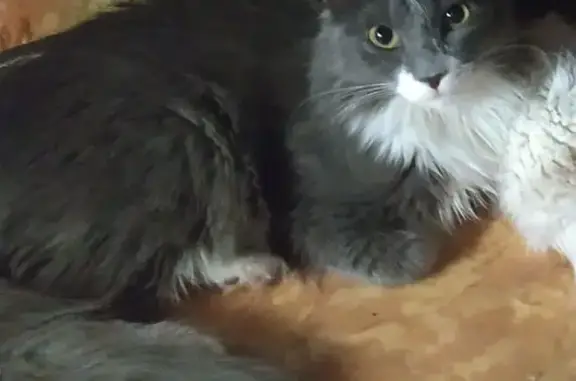 Пропала кошка, Ангарск, Иркутская обл.