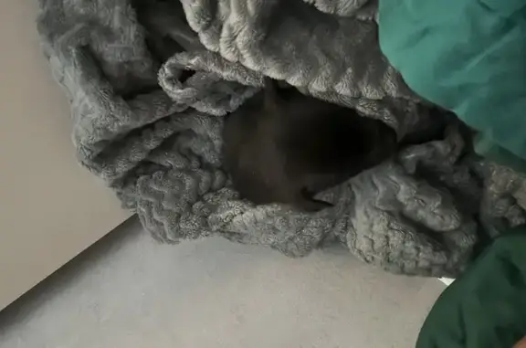 Найдена черная собака, Калуга, обл.