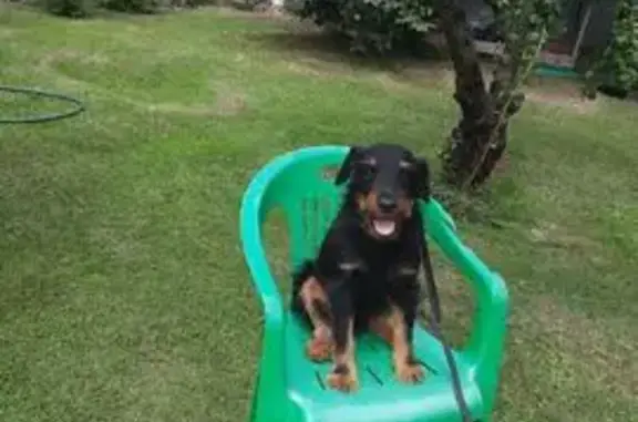 Пропала собака на Пинской улице, 32