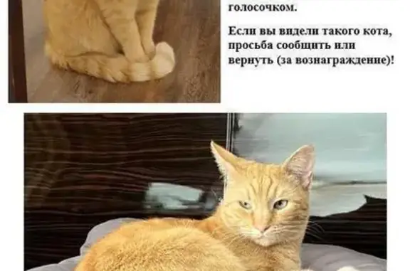 Пропал рыжий кот Симба, б-р Дж. Бруно, 6/1