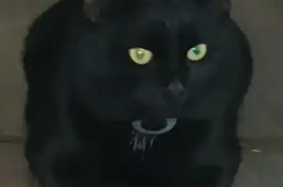 Найдена кошка, Челябинск, фото: Кошка найдена: Свердловский тракт, 23А