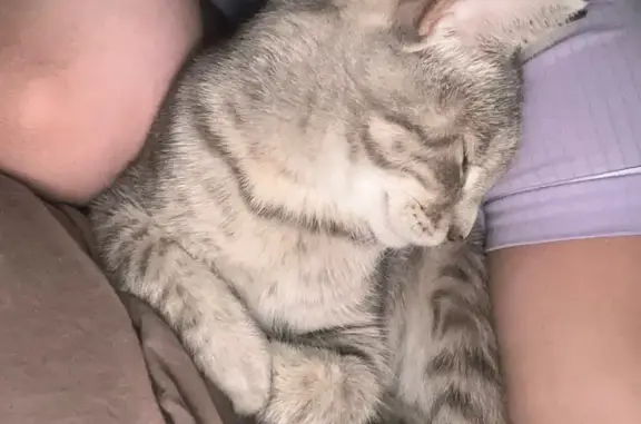 Найдена кошка, Дагестанские Огни, фото: Серая кошка найдена, Махачкала, Дагестан