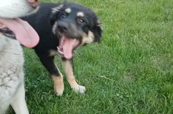 Собаки потеряшки, Челябинская область, фото: Потеряшка собака, Красное Поле, Челябинск