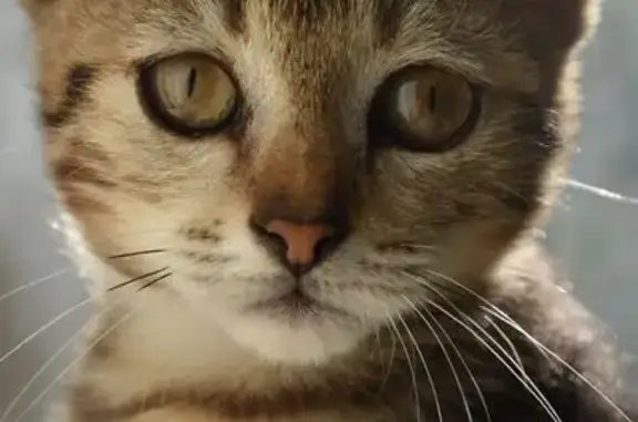 Котенок найден: 14-я линия, 67А, Ростов-на-Дону