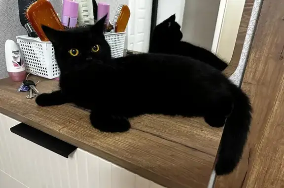Кошки потеряшки, Губкинский, фото: Потеряшка черная кошка, 5, Губкинский