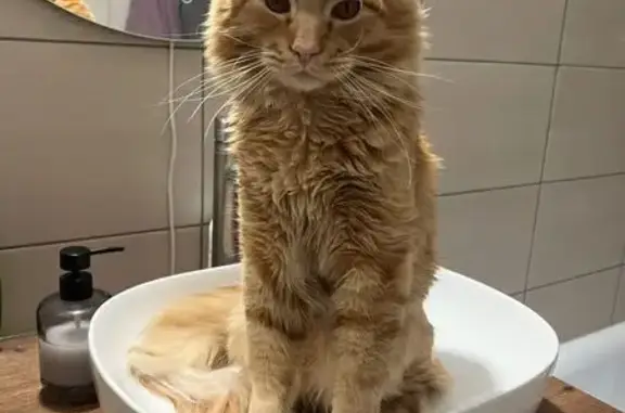 Пропала кошка, 5-я Электровозная, 90