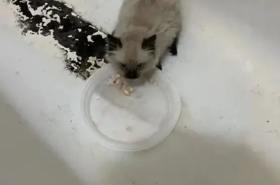 Кошка найдена в Томске, Томская область