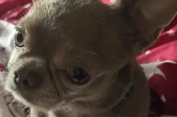 Пропала чихуахуа, Кременская ул., Волгоград