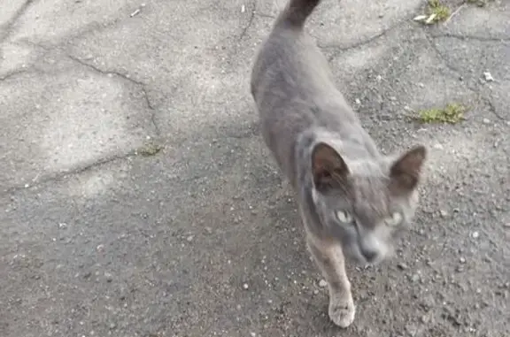 Пропала кошка, ул. Климасенко, 13, Новокузнецк