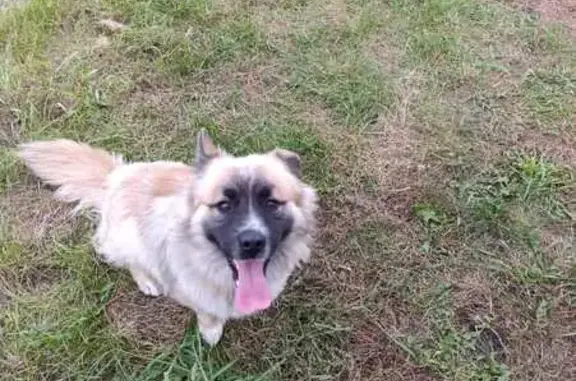 Найдена собака, , фото: Собака найдена в Каипах, Татарстан