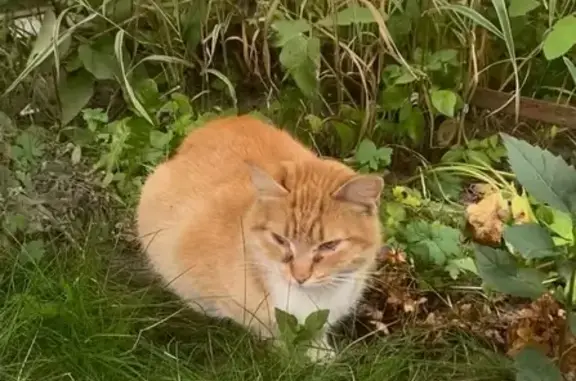 Найдена кошка, Ленинградский пр., 52