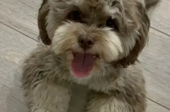 Собаки потеряшки, Геленджик, фото: Потеряшка собака, Революционная 47, Геленджик