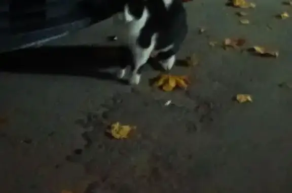 Найденные животные Петрозаводск, фото: Кошка найдена: ул. Куйбышева, 19, Петрозаводск