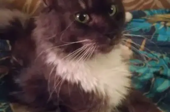 Найденные животные Мурманск, фото: Мейн-кун найден на Гагарина, 1А, Мурманск