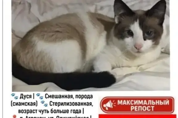 Пропала кошка Дуся, Агроном, Краснодарский край