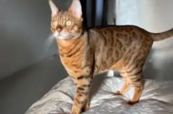 Пропала кошка, Пасечная 28, Аннино