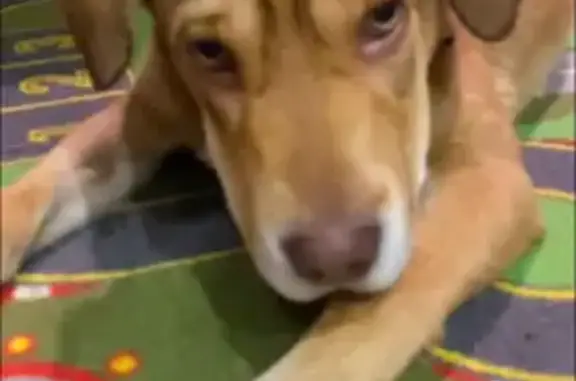 Найдена собака, Сургут, фото: Собака найдена: ул. Энергостроителей, Сургут