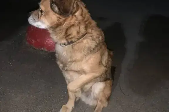 Найдена собака, , фото: Собака найдена: ул. Щусева, 9, Вел. Новгород