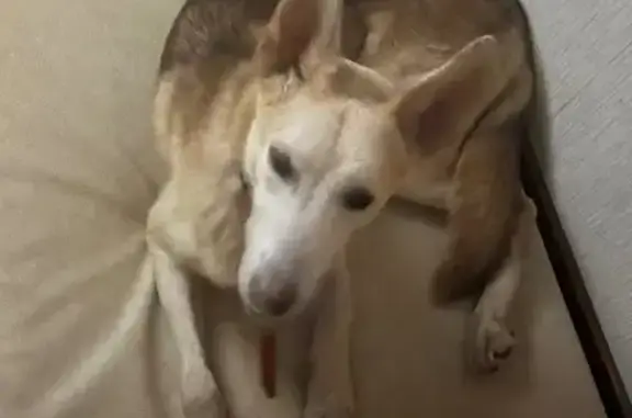 Собака найдена на Череповецкой 5/14, Москва