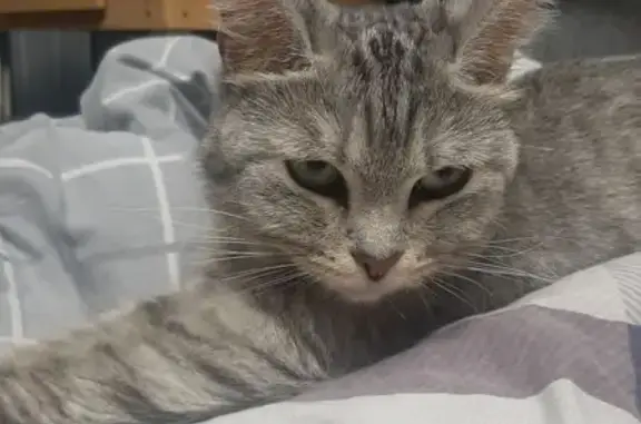 Найдена кошка, Челябинск, фото: Серая кошка найдена на Гончаренко, 74