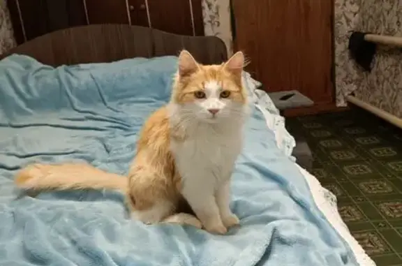 Пропала кошка, ул. Менделеева, 17, Курск