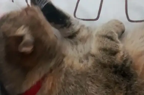 Пропала кошка, пр. Ватутина, Белгород