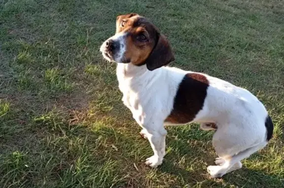 Найдена собака, , фото: Собака найдена: Ароматное, Крым