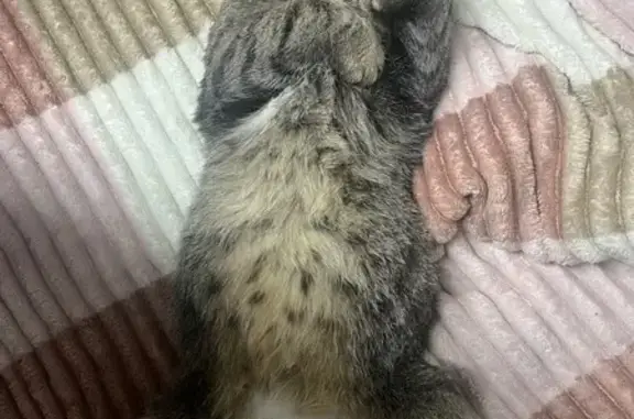 Пропала кошка, Советская 25, Корткерос