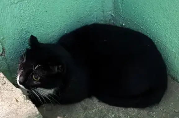 Найденные животные Петрозаводск, фото: Кошка найдена: Петрозаводск, Карелия