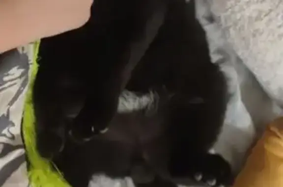 Кошки потеряшки, Пенза, фото: Потеряшка кот, Переходная ул., 8, Пенза