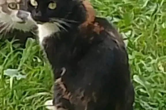 Кошки потеряшки, Псков, фото: Потеряшка кошка, Народная ул. 37, Псков