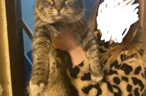Кошка найдена на ул. Макара Мазая, Тула