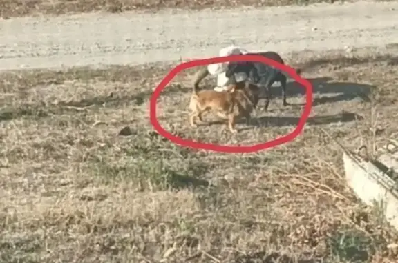 Пропала собака, Аткарская 13, Вольск