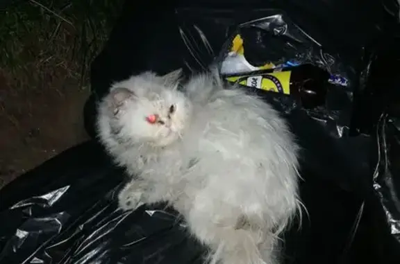 Найдена кошка, Балашиха, фото: Кошка найдена, 1 Мая, 1МА, Балашиха