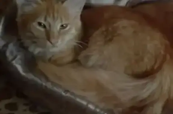 Пропала кошка, Озёрная ул., Вторая Пятилетка