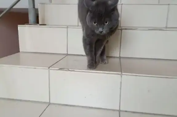 Найдена кошка, Нижний Новгород, фото: Найдена кошка, Изобильная ул. 2, НН