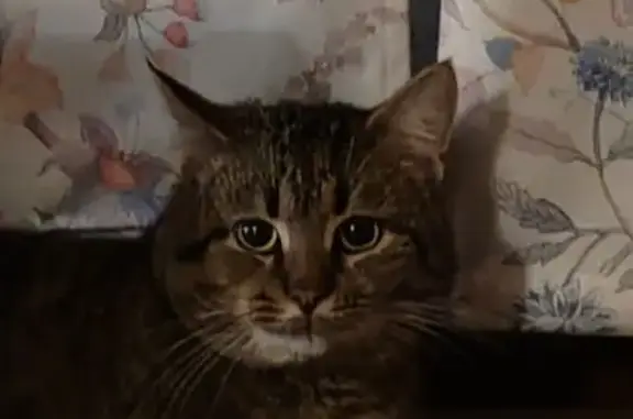 Кошки потеряшки, Московская область, фото: Потеряшка кошка Семён, МО, 2 года