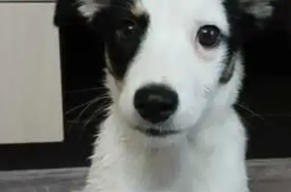 Найдена собака, ул. Карла Либкнехта, Аксай